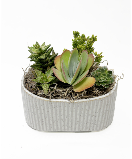 Ceramic Succulent Boat