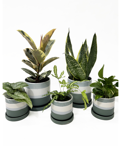 Pacific Blue Planters